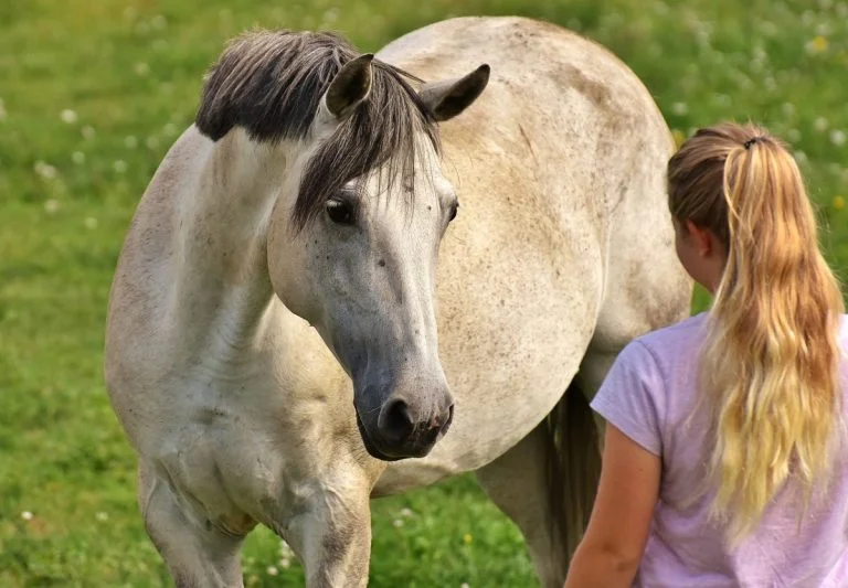 Horse feels anger