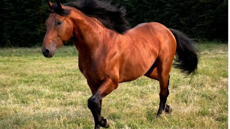 Lifespan of Horse
