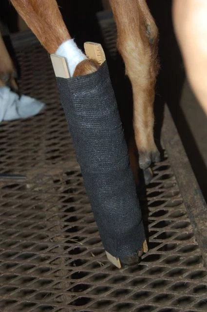 horses with broken lower legs